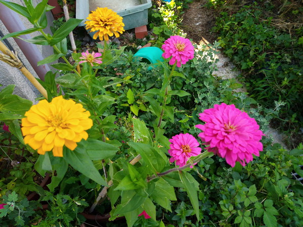 単純だけど残暑に負けない強い色、古いタイプの百日草が大好きです。