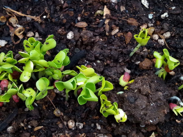 大根の子供たちは凄い生長です。お昼に見た時には背の高さが3－4㎝！！