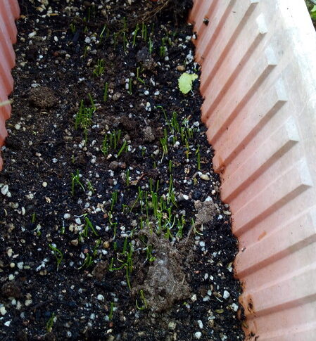 一番大好きになった極早生の種まきをしました。丈夫に育て！