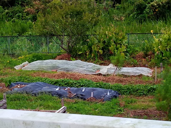 カラスの検査員が落花生の登熟を調べ始めました。笑笑