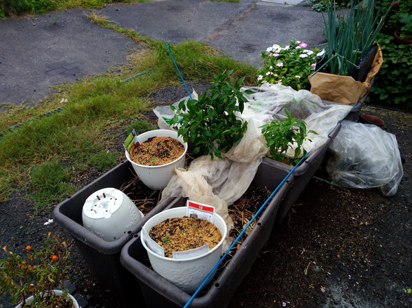庭と玄関アプローチを往復してプランターを移動しました。重い、重い！！