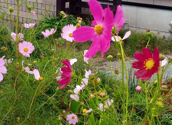 コスモスの原種は薄いピンクなのか、白と赤はあまり発芽が少ないですね。