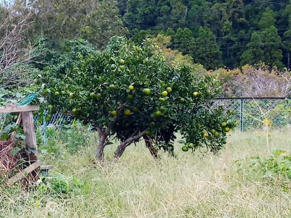 今年もたわわに実を付けて呉れた温州さんです。重そうになって来ました。