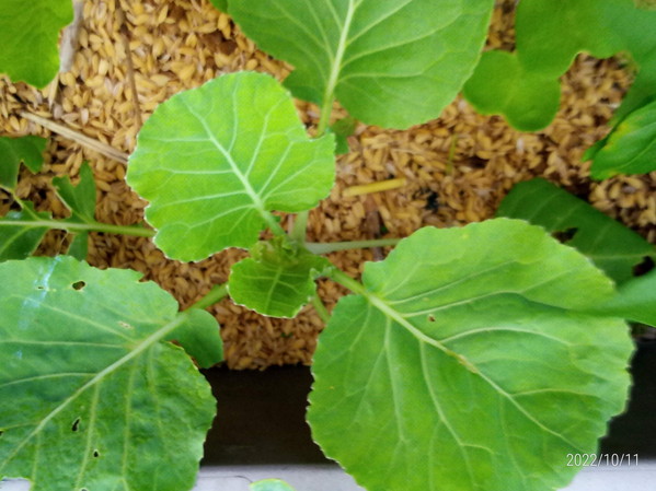 生長途中のキャベツ苗はいつも健康的なパワーを見せてくれます。