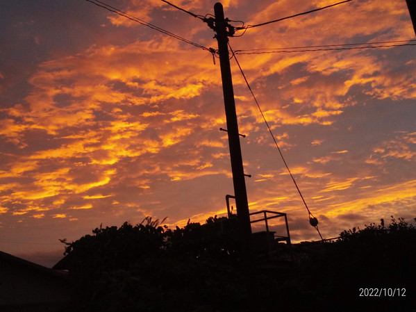 珍しい位はっきりした朝焼けの後は鱗雲が空一面に広がりました。