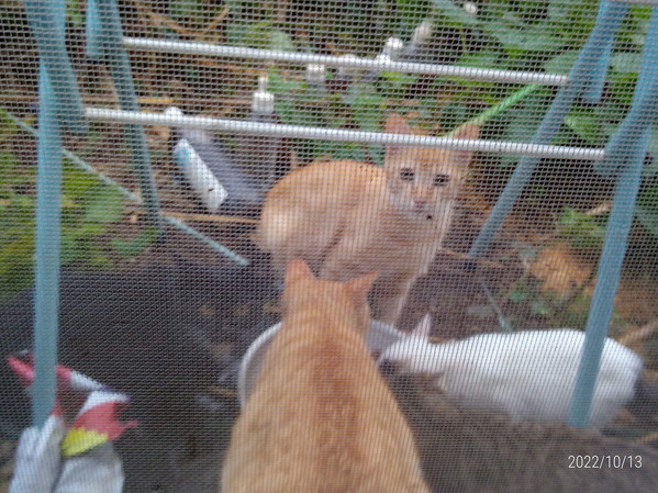 み～んな一緒！仲良くご飯です。今日はキャベツ入りです。