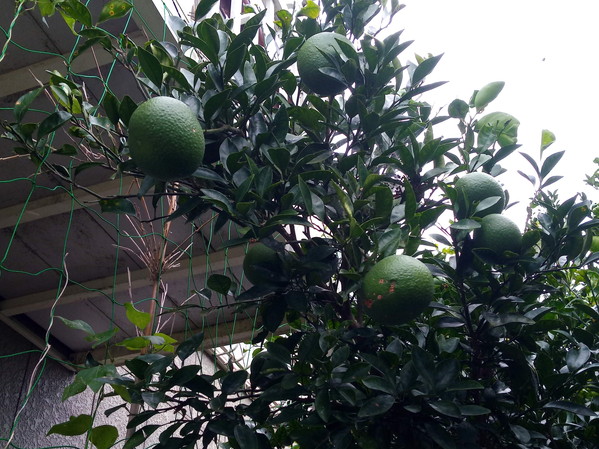 地味だけどじわじわと大きくなっている夏蜜柑を見ると嬉しくなります