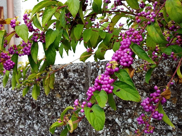 季節が本当にすごい勢いで進んでいます。私、ついていけてな～い！！