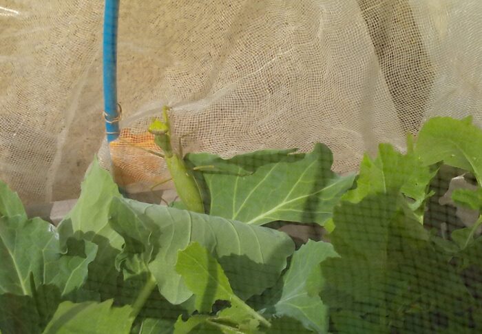 玄関アプローチの大根・キャベツ・カリフラワーの番人が就任しました。