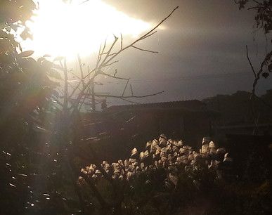 海岸の山の上に現れた太陽の光が眩しく一叢の薄を透かして見せます