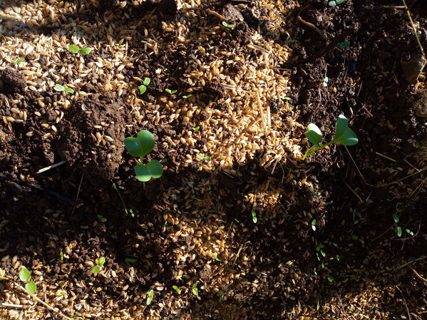 そういえば今年の早春に出来た種をここに蒔いた覚えが…。