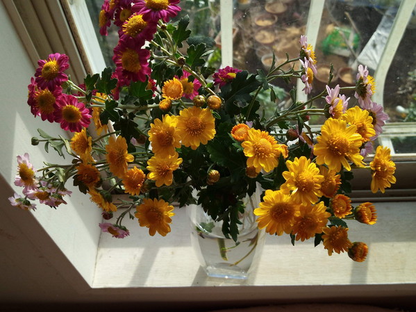 極小小菊はF1が先祖返りしたものです。未だに色々な花が出て来ます。