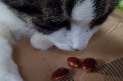 オカアサン、これ何？柿？胡桃みたいに僕も食べられるの？