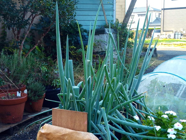 長葱の真っ直ぐな葉が気持ちの良い季節になりました。きっと甘い！