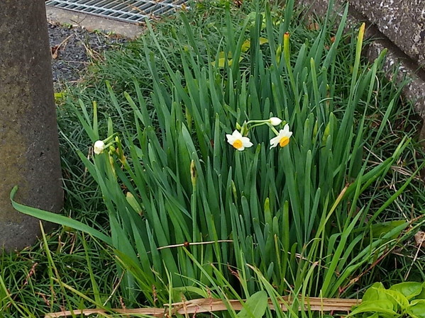 本格的な寒さはこれからだけど、水仙の花を見たら、心は一氣に春！です。笑