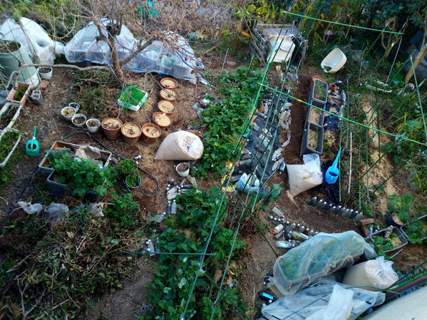 芍薬の鉢は一つを除き、柿木の周りに置く事になりました。