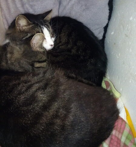 僕たち、冬季限定の仲良し兄弟なんだよねぇ～！他の季節はウフフ…。