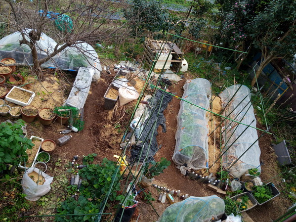 一畝がほぼ完成…中々仕上がらないもんです。次は二畝。