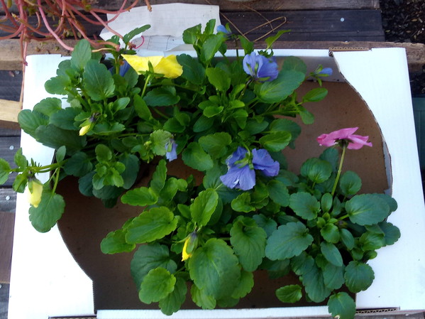 早く植えてよ～！何日待たせる氣なの～？モウ～ッ！