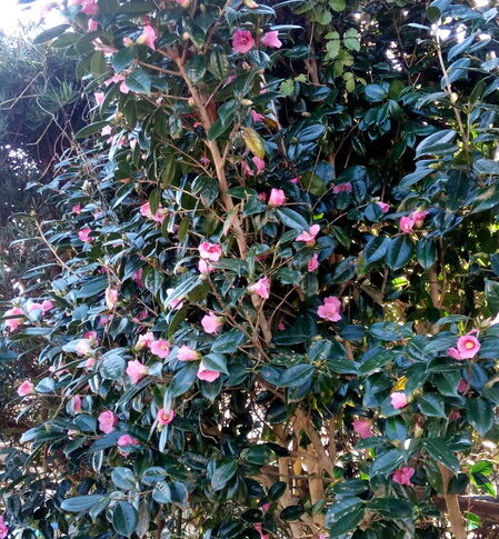 侘び椿が満開を迎えています。去年は隣にある椿と一緒に…