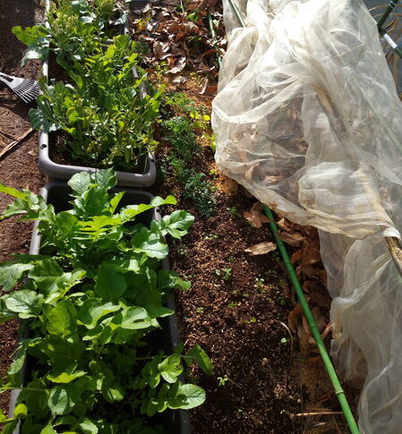 山小屋さんの前の道路に積もった落葉でスナップエンドウも覆いました。