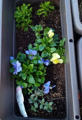 パンジーは淡い紫色とクリーム色で北風除けのノースポールと一緒です。