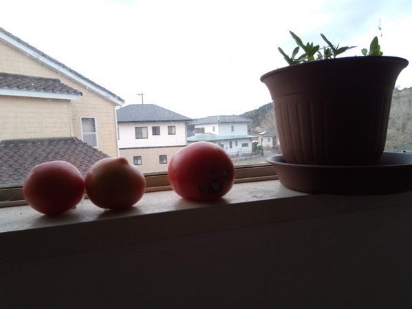 トマトさん、あんた、原産地時間で動きだしたのかい？まさか！？