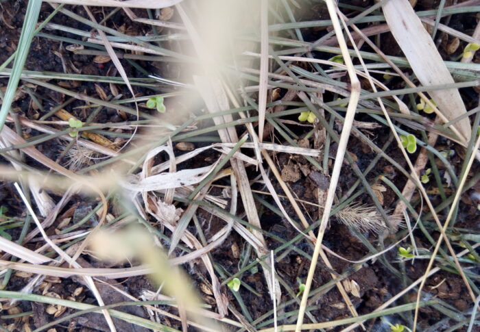 半分、諦めていましたよ。緑色の小さなハート型の双葉は小松菜の発芽です。