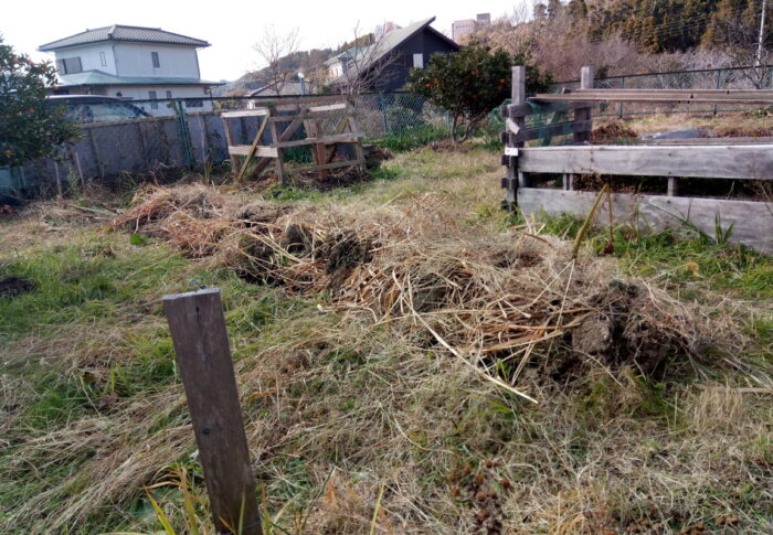 毎日衣装替えの里芋畝さんです。土も草もマダマダ載りますよ～。