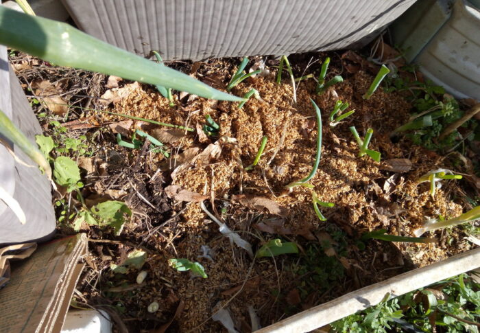 少なくとも8年は落ち葉や草が積もった耕作放棄地があった！？どこに？