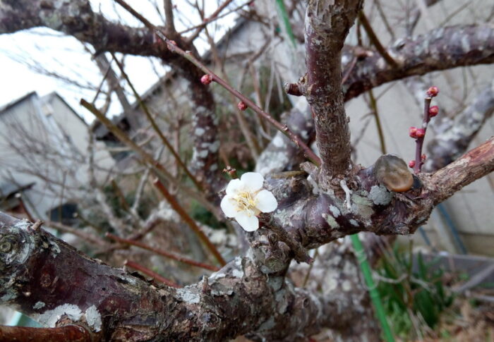 寒いと蜂さんたちも来て呉れないよねぇ。この後の寒さが心配だなぁ。