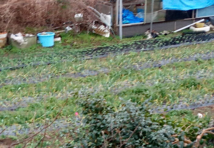 お隣の畑では大蒜一千本！！がすくすくと育っています。