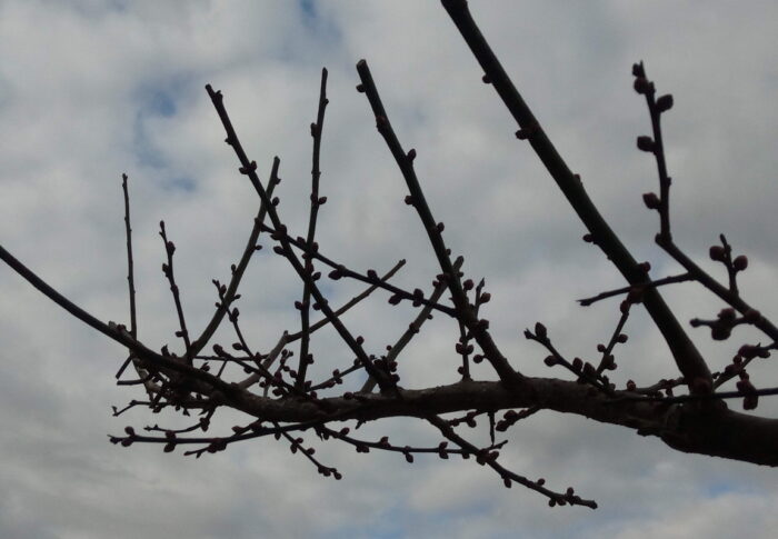 お早う、今朝はどのくらい膨らんだかなぁ、と声を掛けます。