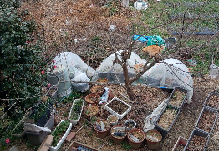ナガ君、ここまで来てご覧！あ、お給食の小母シャンが見てる～♪ご飯かな？