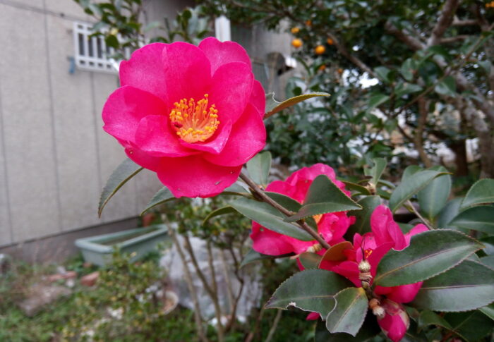お隣の山茶花紅もそろそろ終わりかなぁ。新しい花が一際目立ちます。