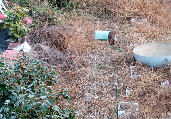 キョンさん達も様子見、人間側も様子見ですよ～。