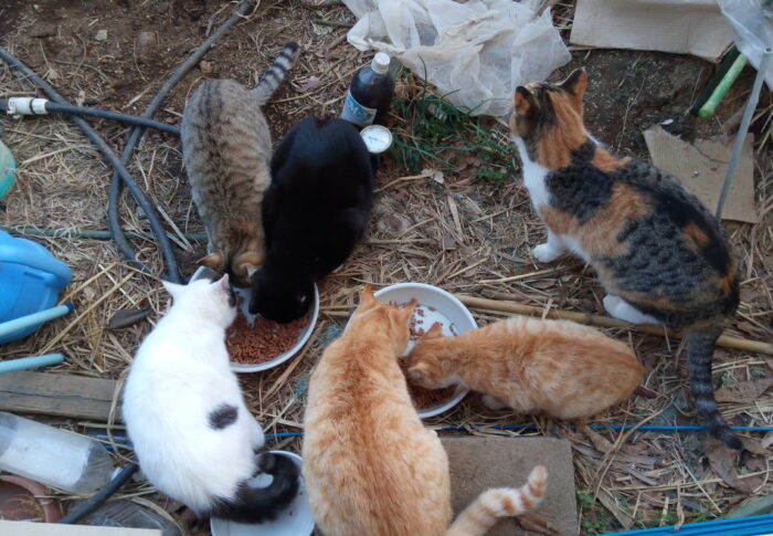 皆で食べるご飯は美味しい。あっちのお皿、こっちのお皿と目移りしてしまう。