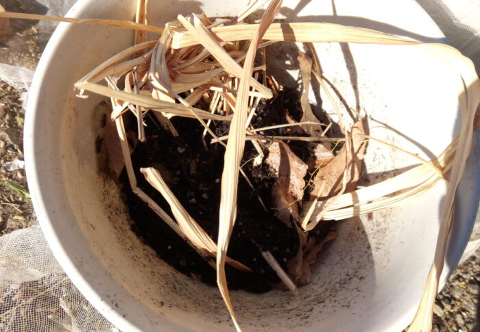 自然栽培かどうかは分からないけれど、鉢植えもやってみました～！