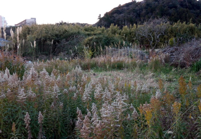 後一息です！！手前と奥の萱を刈り取ればセイタカアワダチソウだけです。