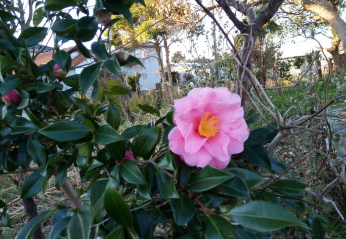 Nさんの処の乙女チックな椿ですが、一寸好いじゃないですか、ねぇ！？