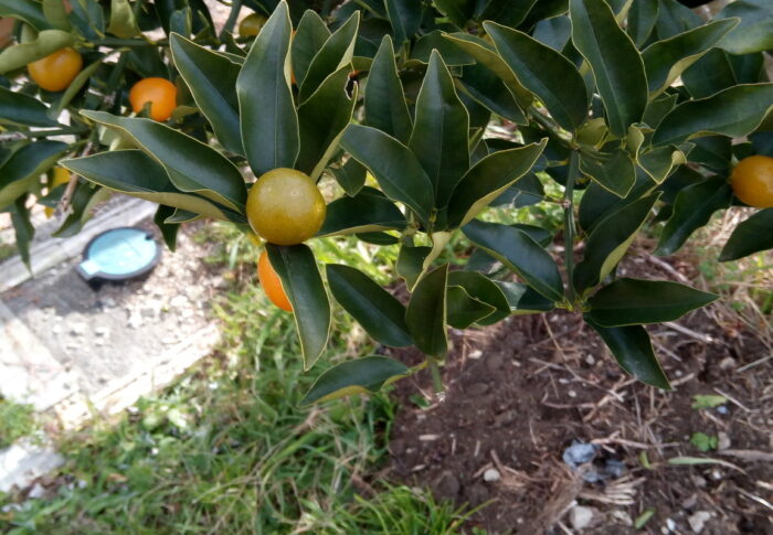 金柑の実が収穫されないから先端で熟していたのが青く返り始めています。