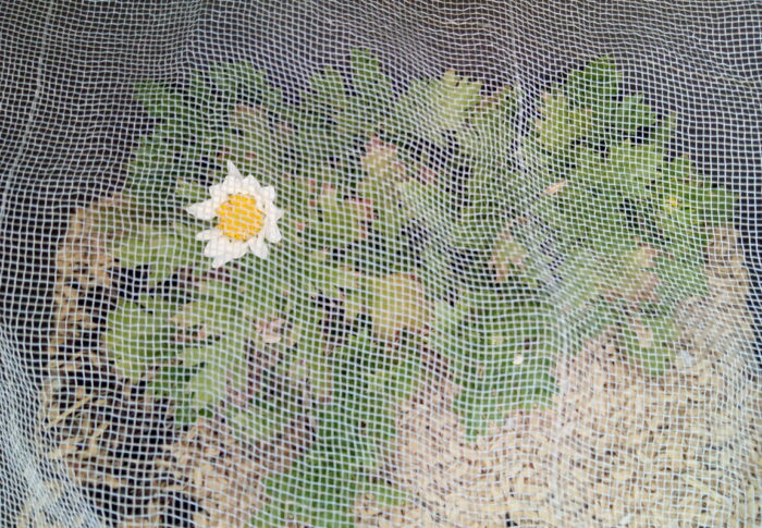 固いノースポールの蕾が花開くまでどのくらい掛かったかなぁ！一月？