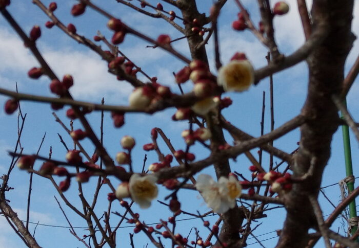7つ梅花が開きました。雨の中懸命に咲いていました。雪よりは良いかなぁ？