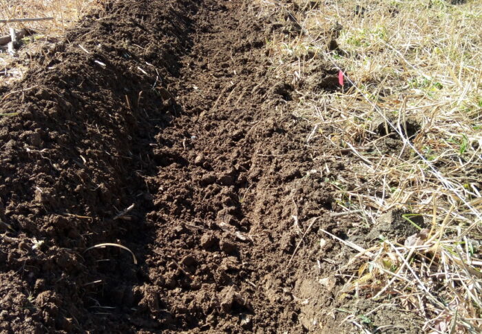 Nさんの畑プロジェクトで一本の溝が出来ました。さぁ、次は？