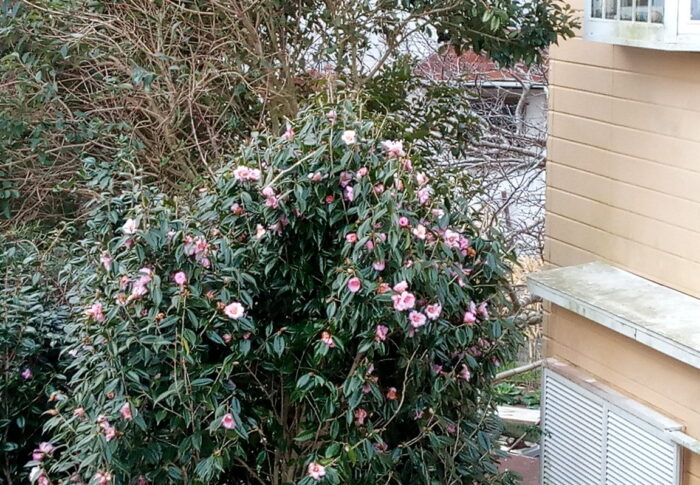 天辺まで花で覆われた椿は初めてじゃないかなぁ。東の光、凄い！