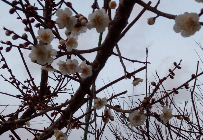 雨は齎しましたが、南岸低気圧の暖かさが梅花を次々と開かせています。