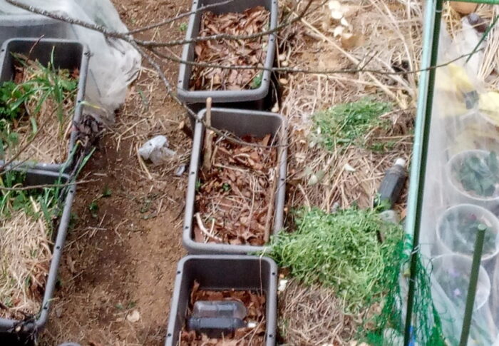 ～～♪初めての青草を草マルチにします。これからどんどん増えるかなぁ。～～🎶