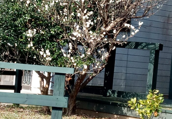 山小屋さんの梅も満開になりそうです。お家の人、来ないかなぁ。