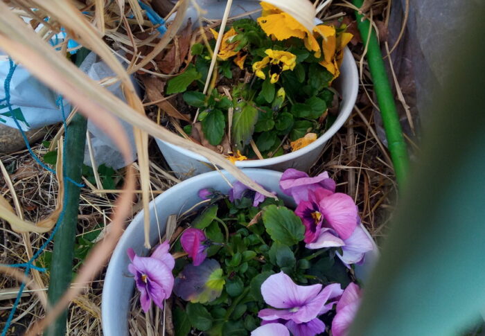 何にもしていないのにこんなに沢山花を着けてくれるのは嬉しいなぁ。