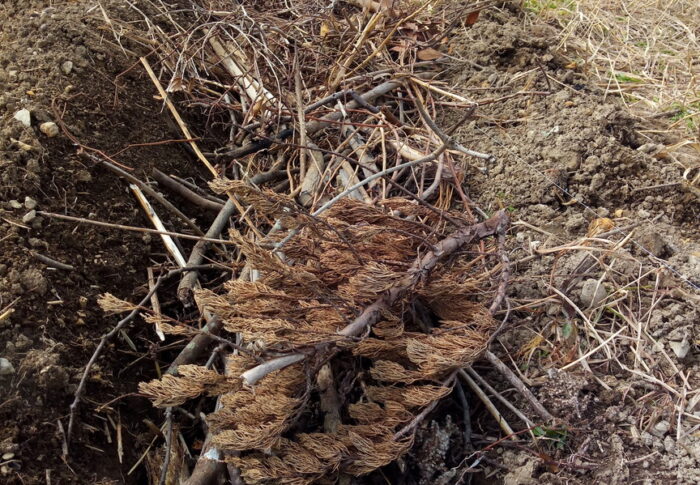 菌ちゃん農法と言うか、パーマカルチャーと言うか、の実験で溝には剪定枝を入れました。